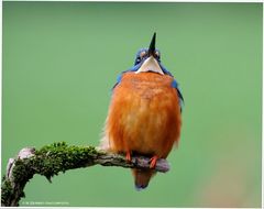 --- Eisvogel ---- ( Alcedo atthis )