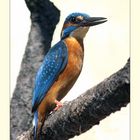 Eisvogel - Alcedo atthis