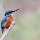 Eisvogel (Alcedo atthis)