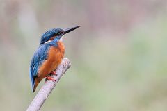 Eisvogel (Alcedo atthis)