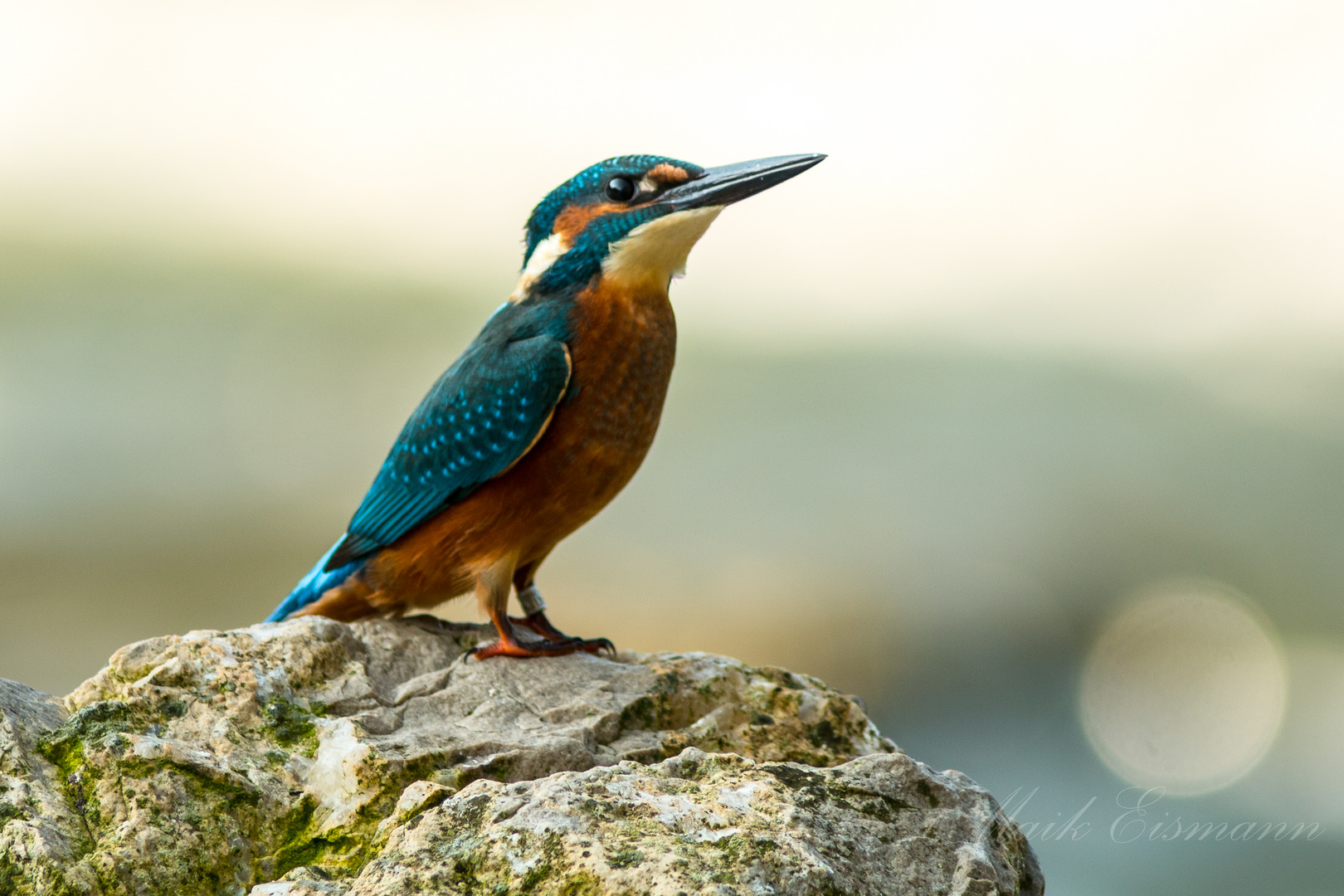  Eisvogel (Alcedo atthis)