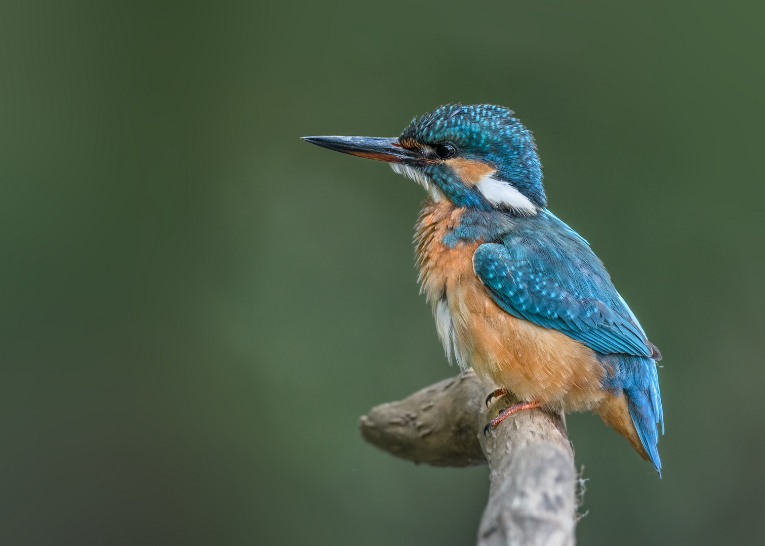 Eisvogel (Alcedo atthis)