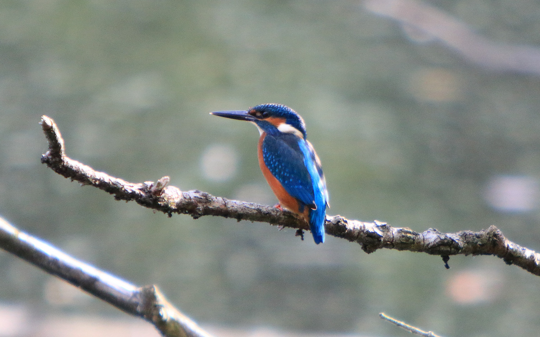 Eisvogel (Alcedo atthis)