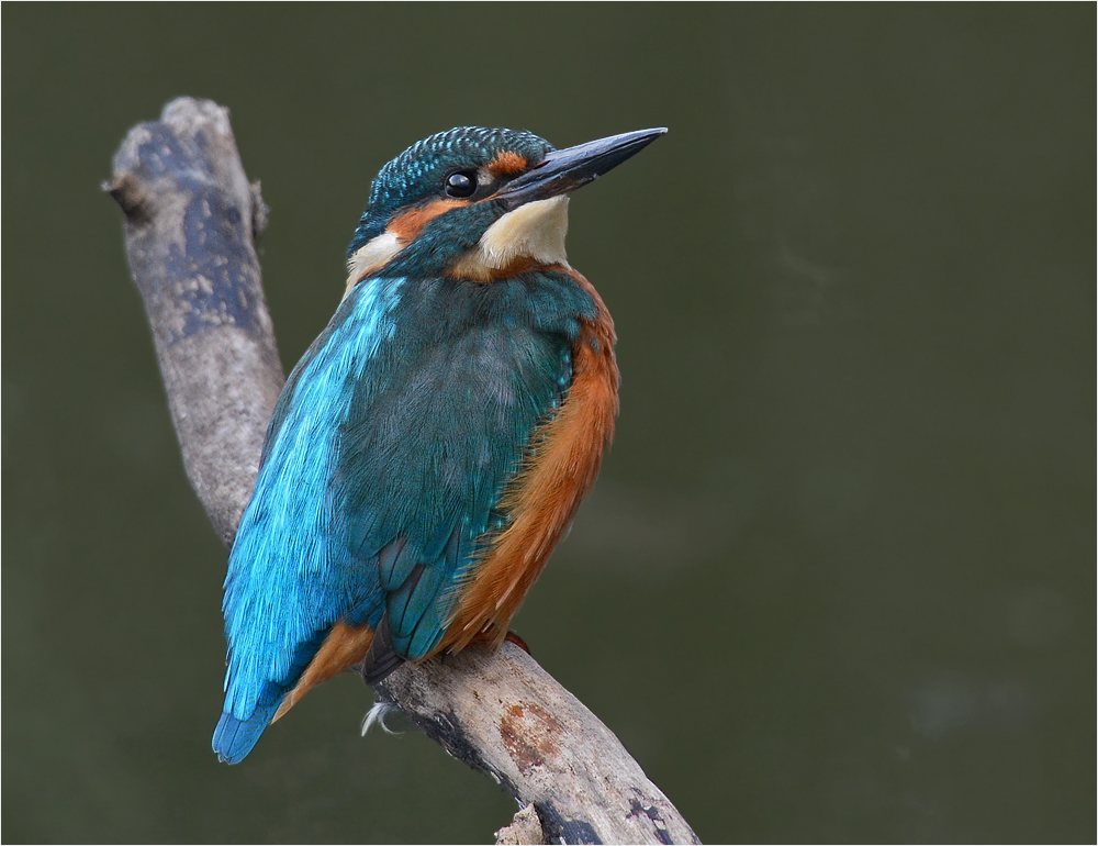 Eisvogel (Alcedo atthis)