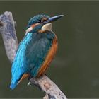 Eisvogel (Alcedo atthis)