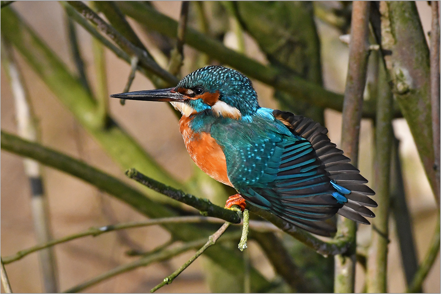 Eisvogel  -  Alcedo atthis