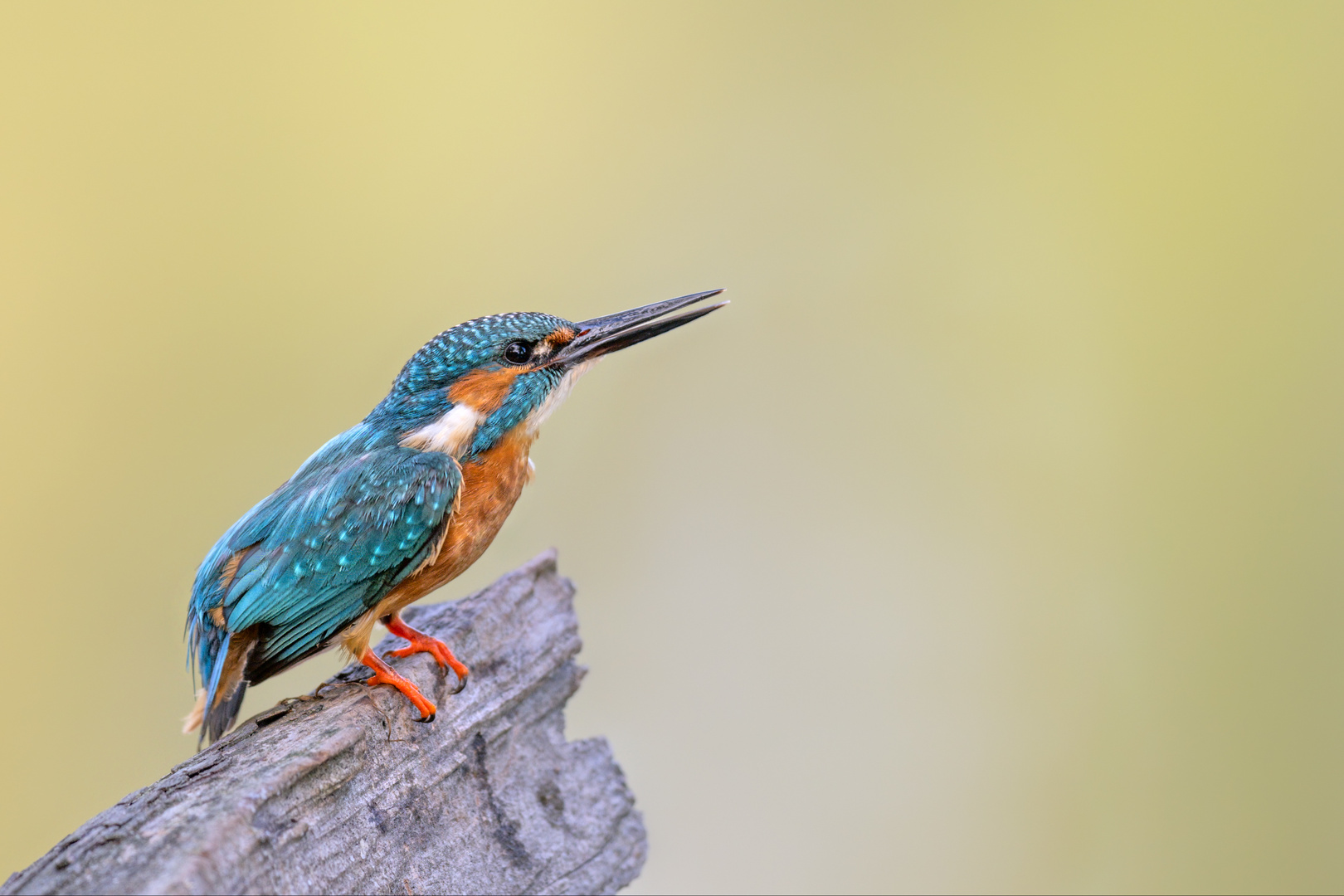 Eisvogel (Alcedo atthis)