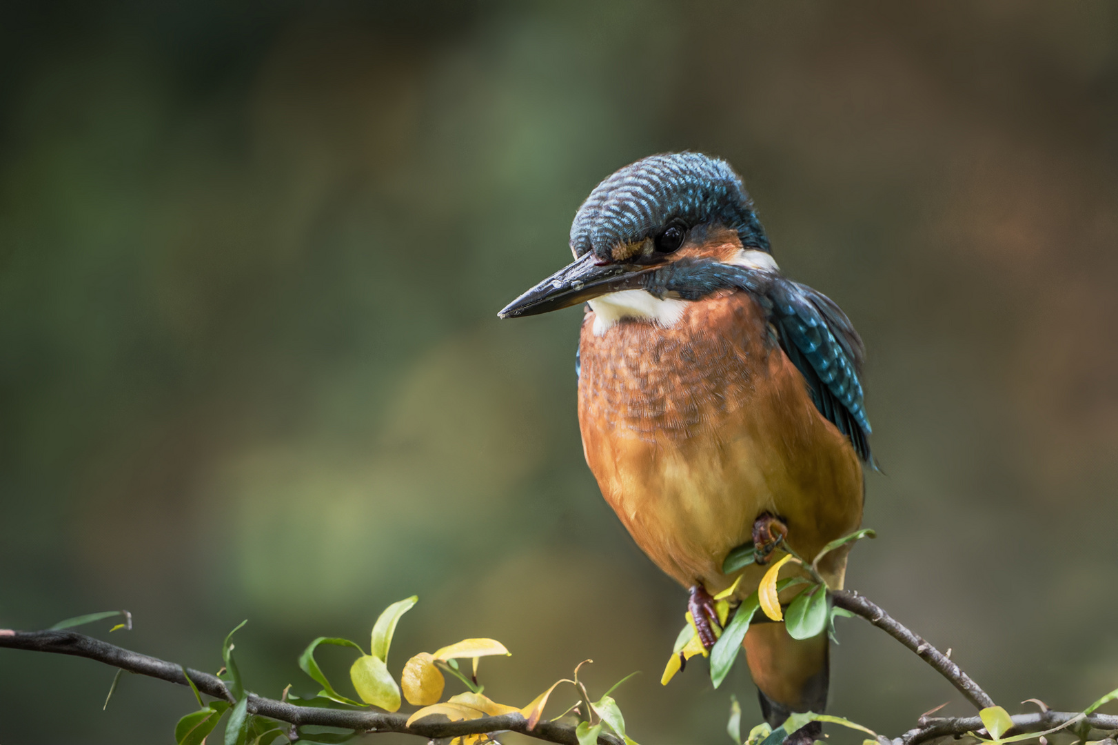   Eisvogel (Alcedo atthis) 