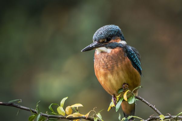   Eisvogel (Alcedo atthis) 