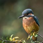   Eisvogel (Alcedo atthis) 