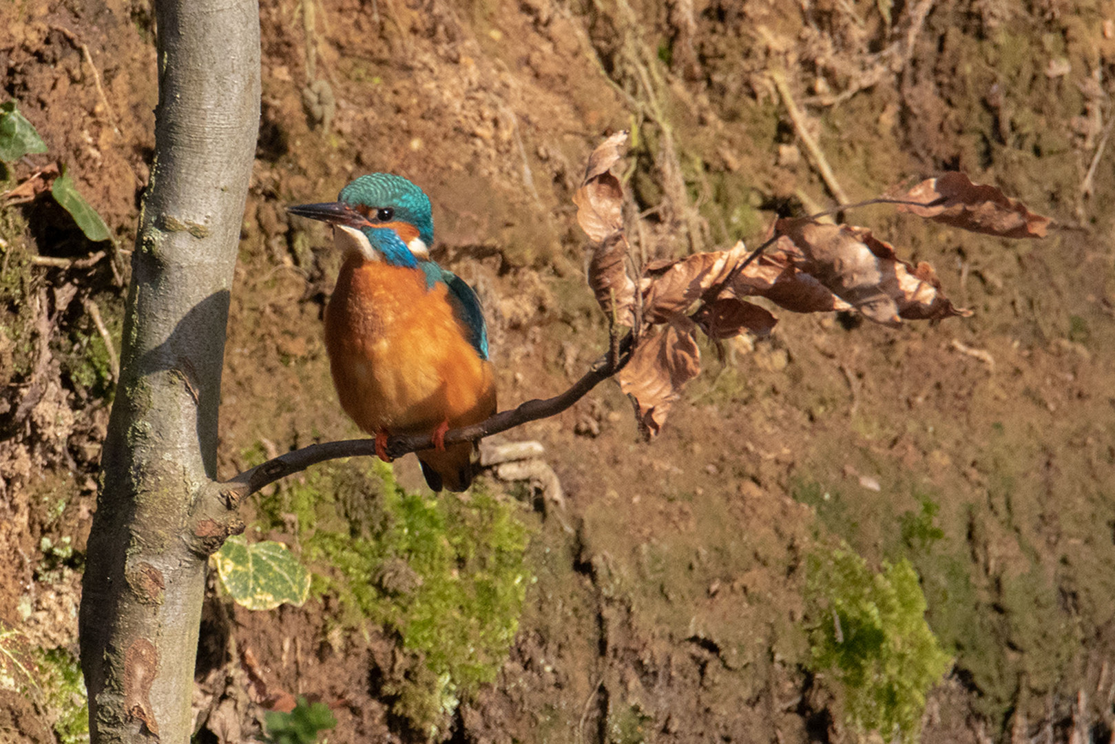 -Eisvogel (Alcedo atthis)-