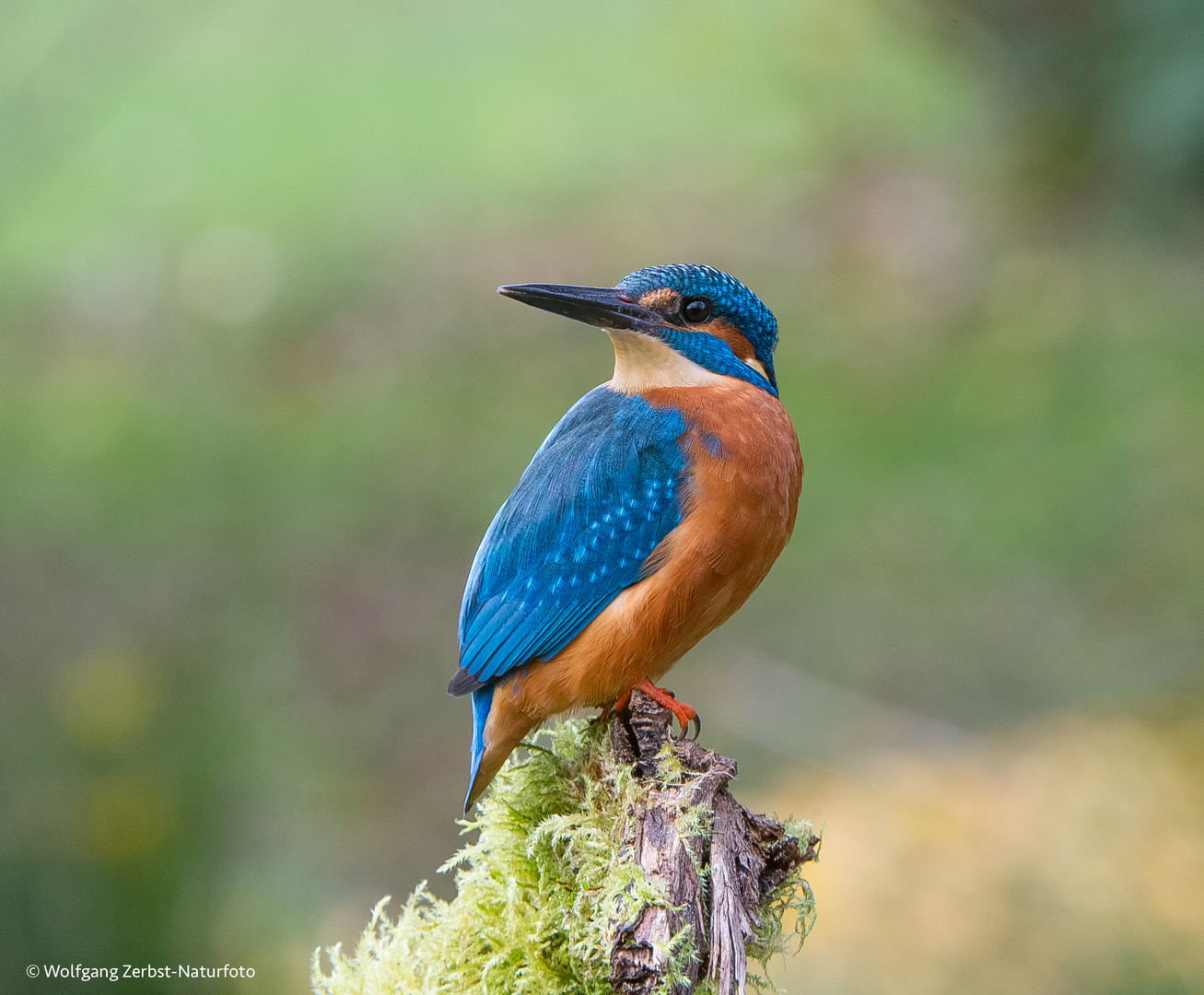 ". Eisvogel. "   ( Alcedo atthis )