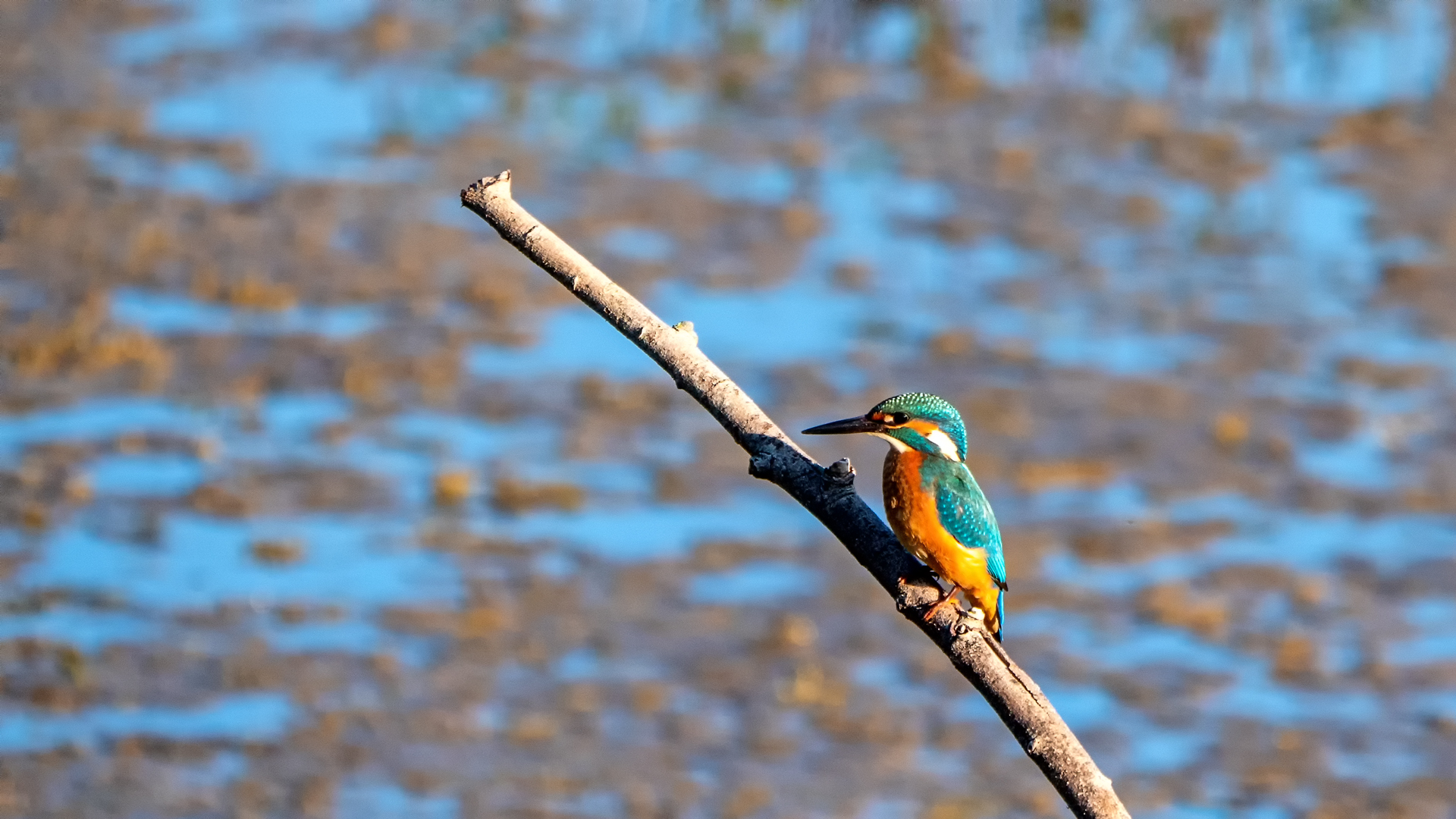 Eisvogel (Alcedo atthis)