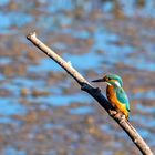 Eisvogel (Alcedo atthis)