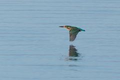 Eisvogel (Alcedo atthis)