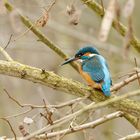 Eisvogel (Alcedo atthis)