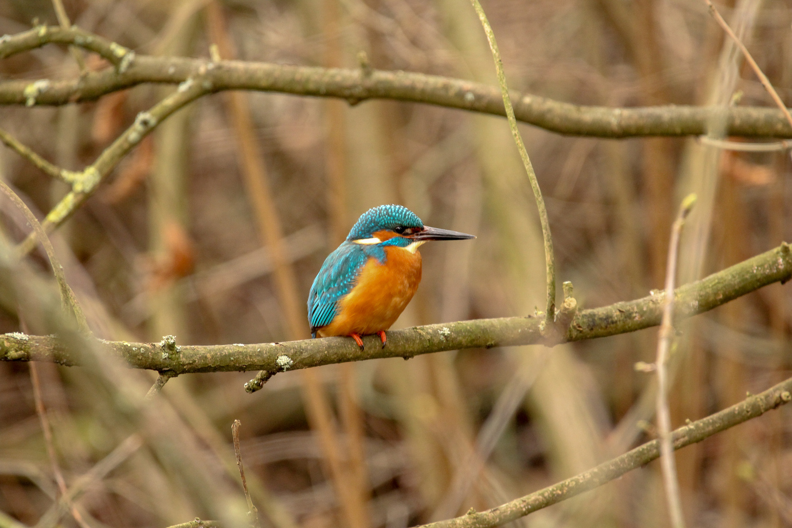 Eisvogel ( Alcedo atthis )