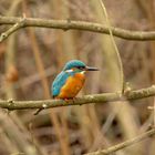 Eisvogel ( Alcedo atthis )