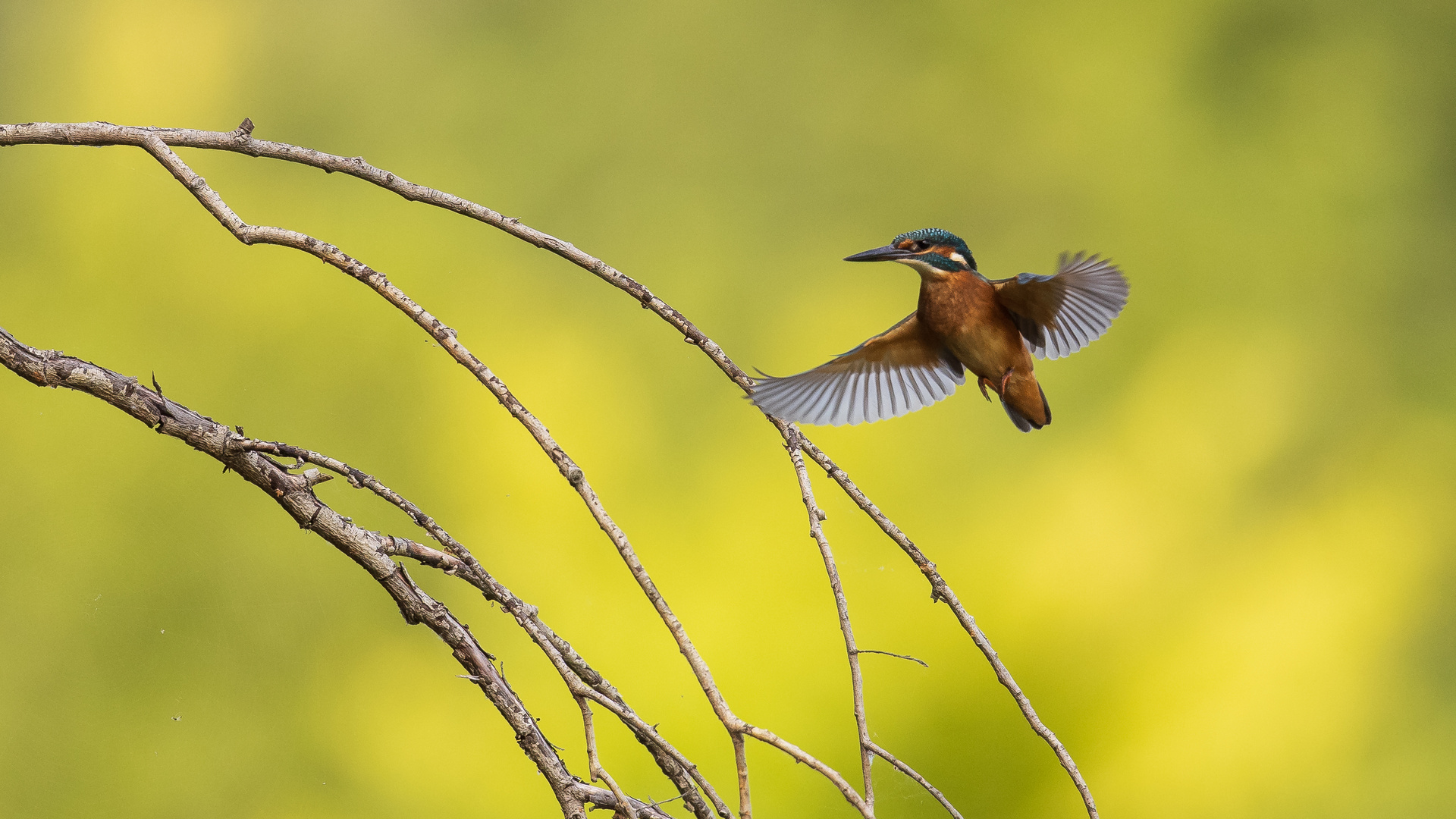 Eisvogel - Alcedo atthis