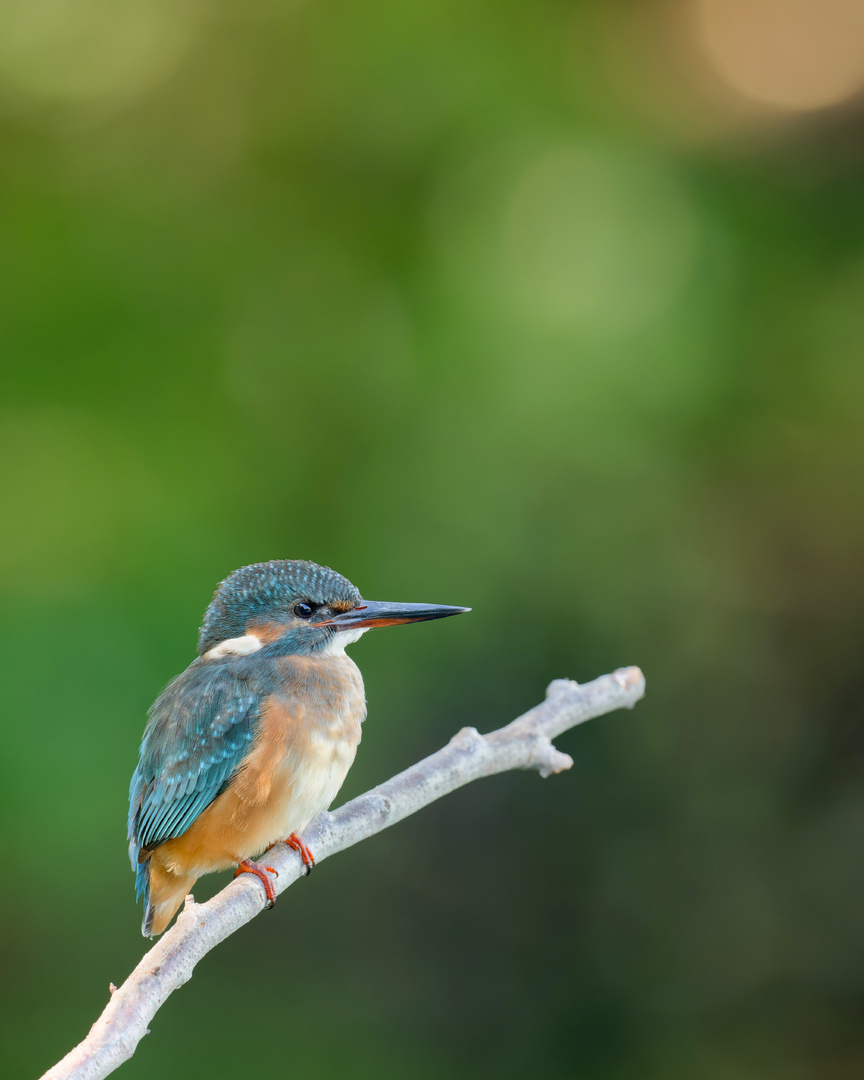 Eisvogel (Alcedo atthis)