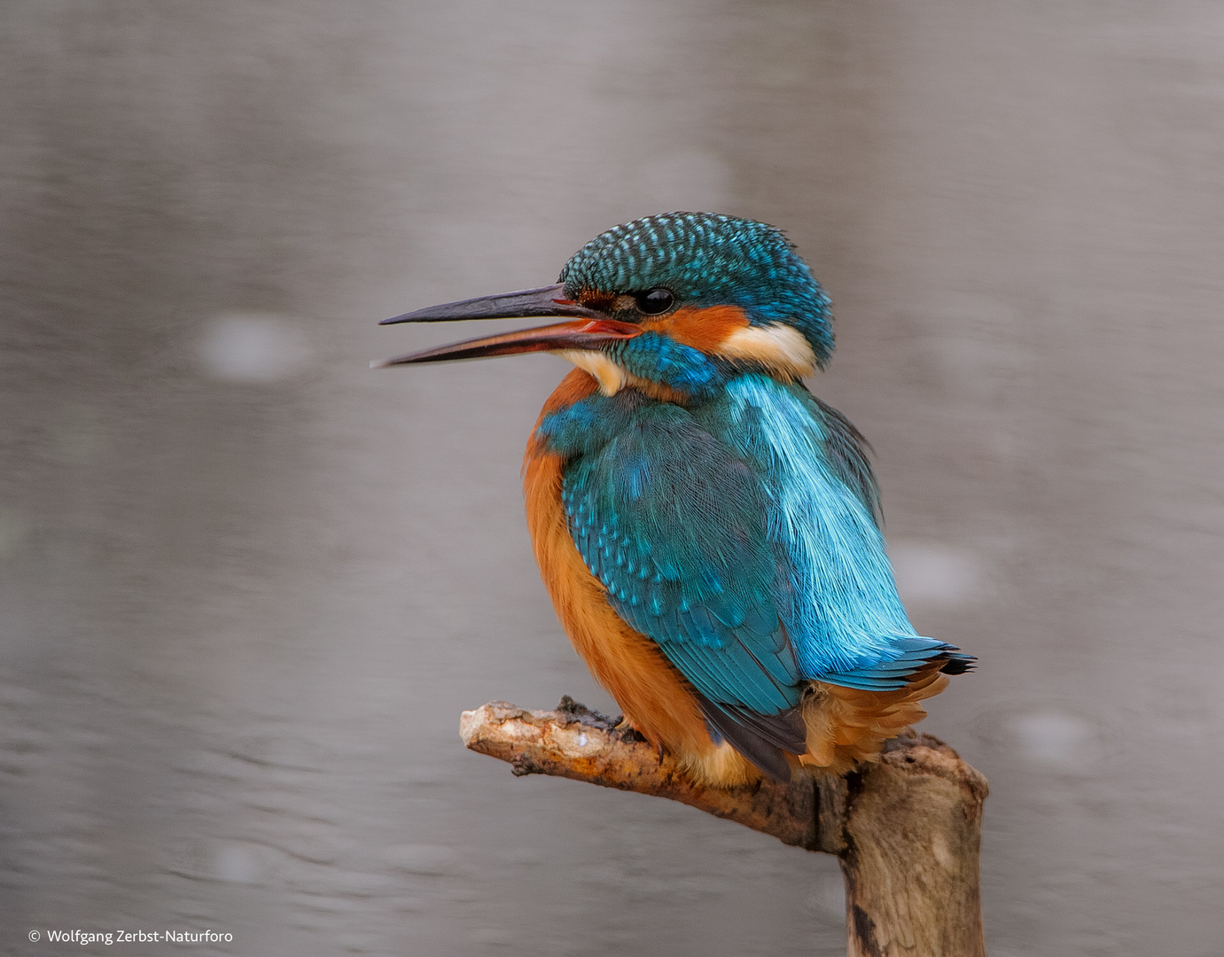  - EISVOGEL -   ( Alcedo atthis )