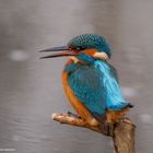  - EISVOGEL -   ( Alcedo atthis )