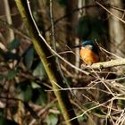 Eisvogel (Alcedo atthis)