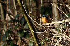 Eisvogel (Alcedo atthis)