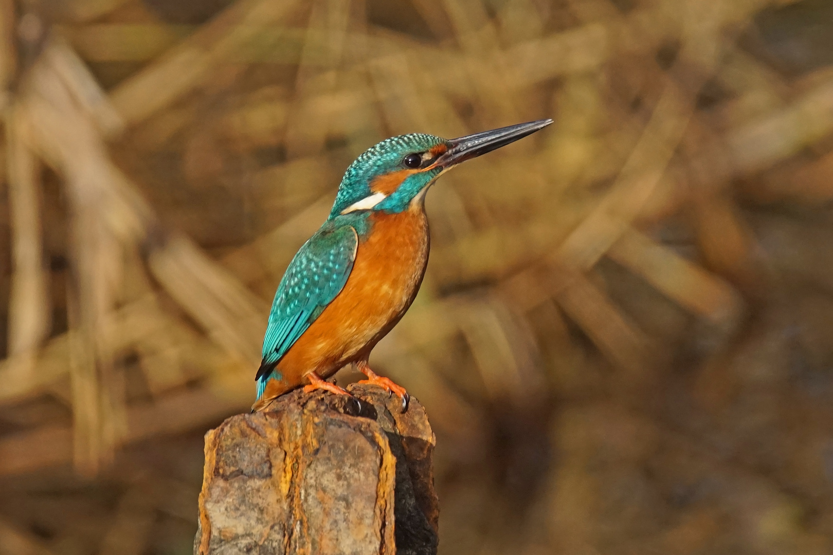 Eisvogel (Alcedo atthis)