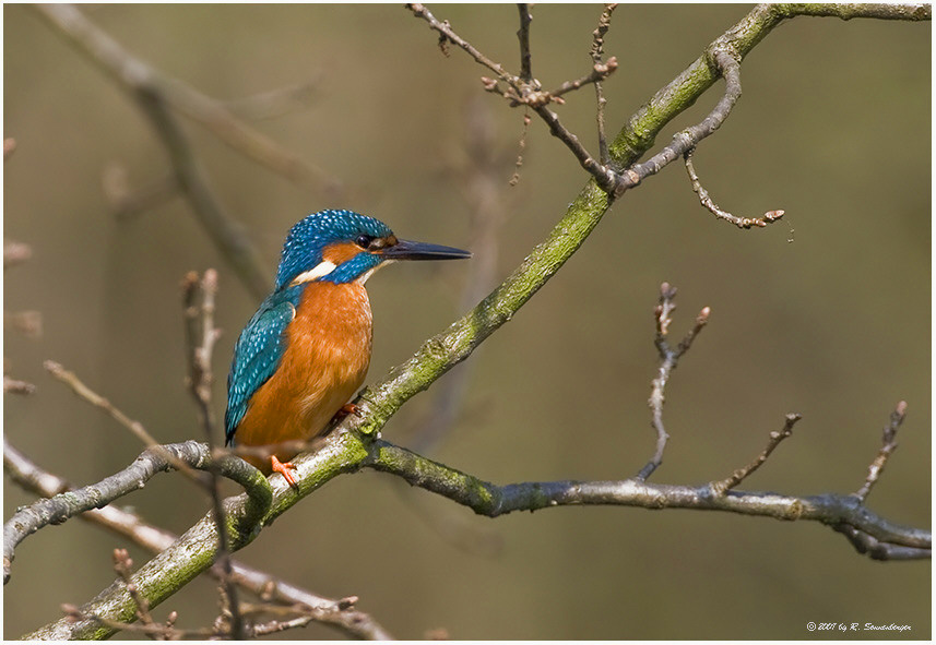 Eisvogel (Alcedo atthis)