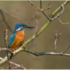 Eisvogel (Alcedo atthis)