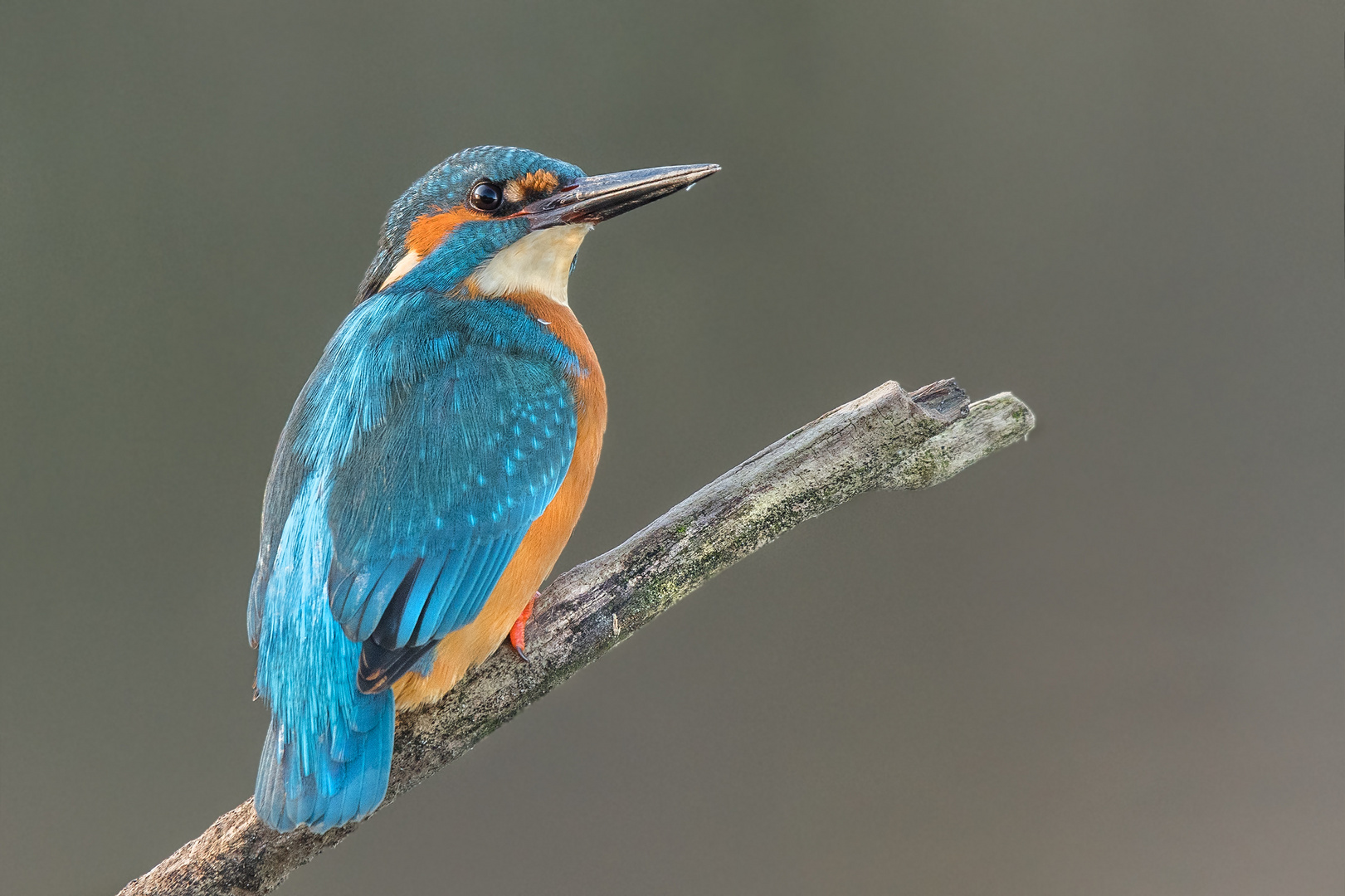 Eisvogel (Alcedo atthis)