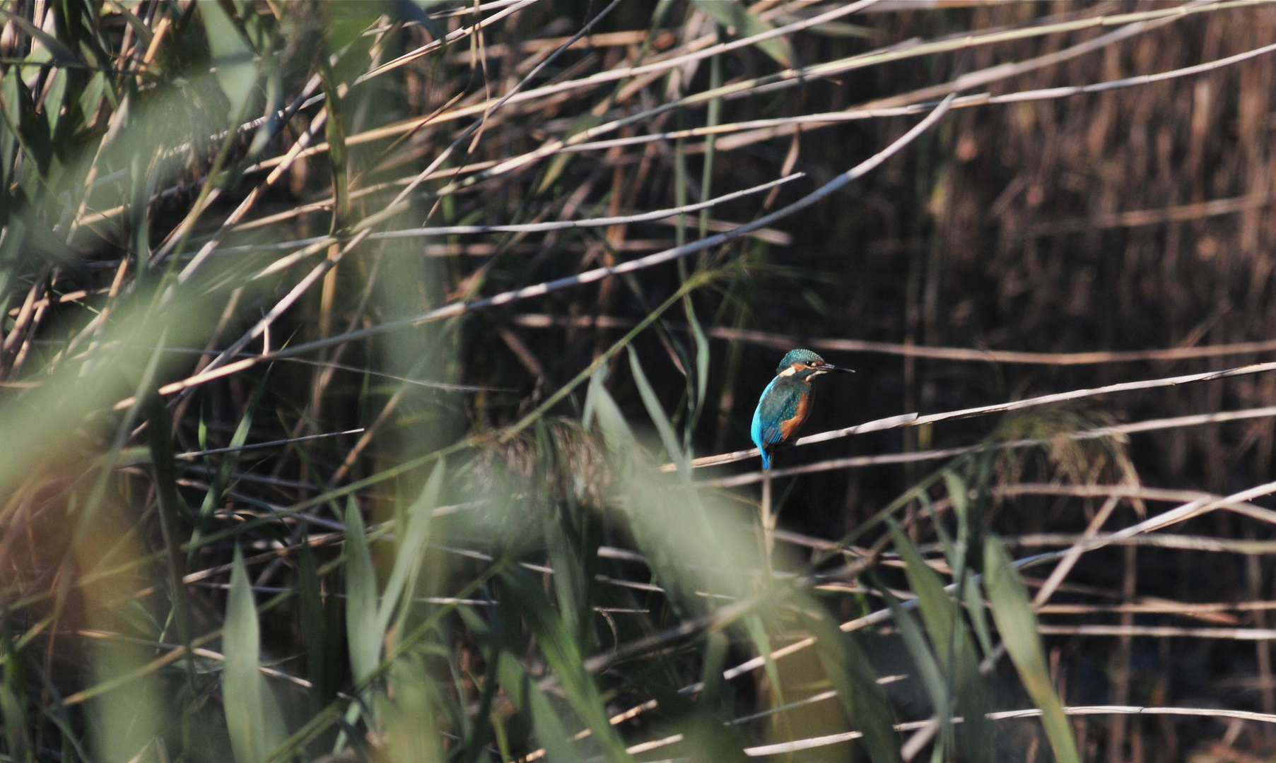 Eisvogel (Alcedo atthis)