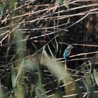 Eisvogel (Alcedo atthis)