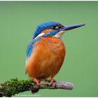 --- Eisvogel ---- ( Alcedo atthis )