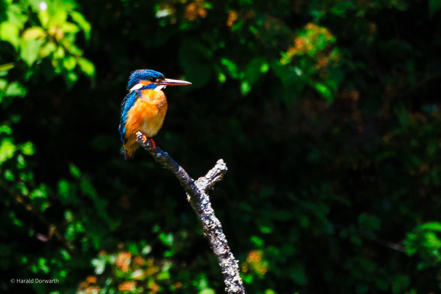 Eisvogel (Alcedo atthis) am Zeuterner See