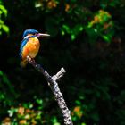 Eisvogel (Alcedo atthis) am Zeuterner See