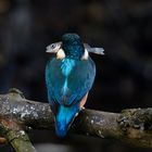 Eisvogel  (Alcedo atthis) - An der Fischklopfstelle...