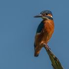 Eisvogel (Alcedo atthis) auf Sitzwarte