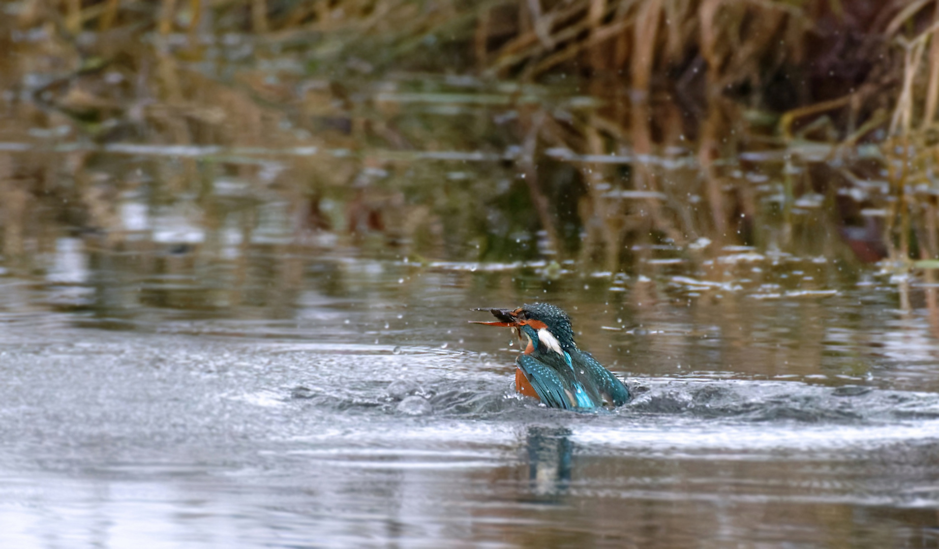 Eisvogel - Alcedo atthis-  auftauchend mit Fisch, DOKU