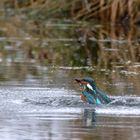 Eisvogel - Alcedo atthis-  auftauchend mit Fisch, DOKU