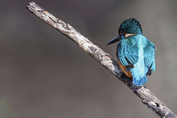   Eisvogel (Alcedo atthis)