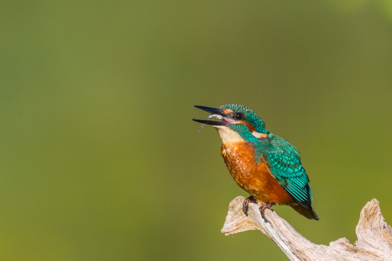 Eisvogel (Alcedo atthis)