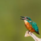 Eisvogel (Alcedo atthis)