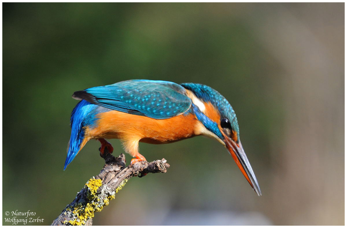 --- Eisvogel --- ( Alcedo atthis )