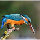 --- Eisvogel --- ( Alcedo atthis )