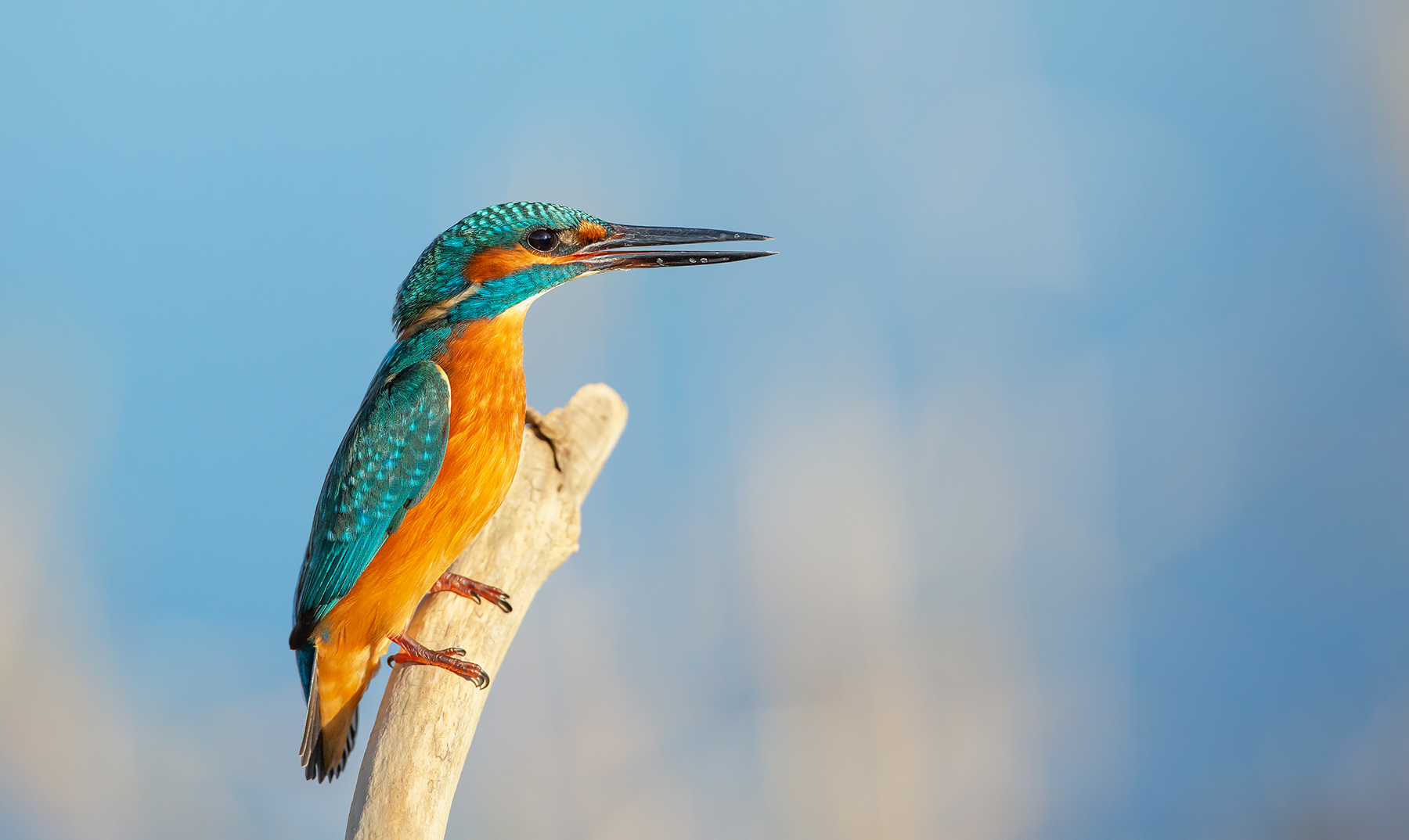 Eisvogel (Alcedo atthis)