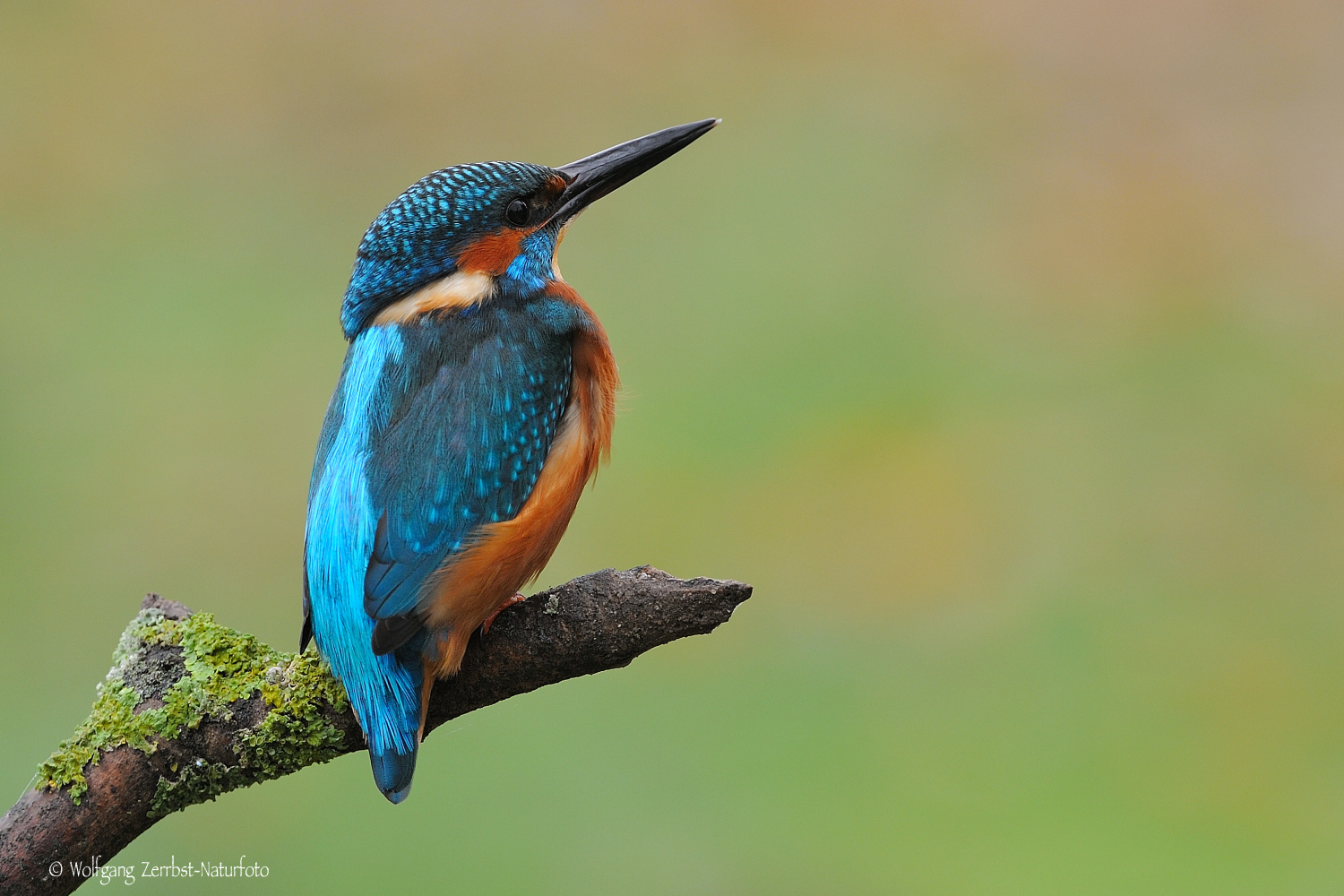 --- Eisvogel ---   ( Alcedo atthis )