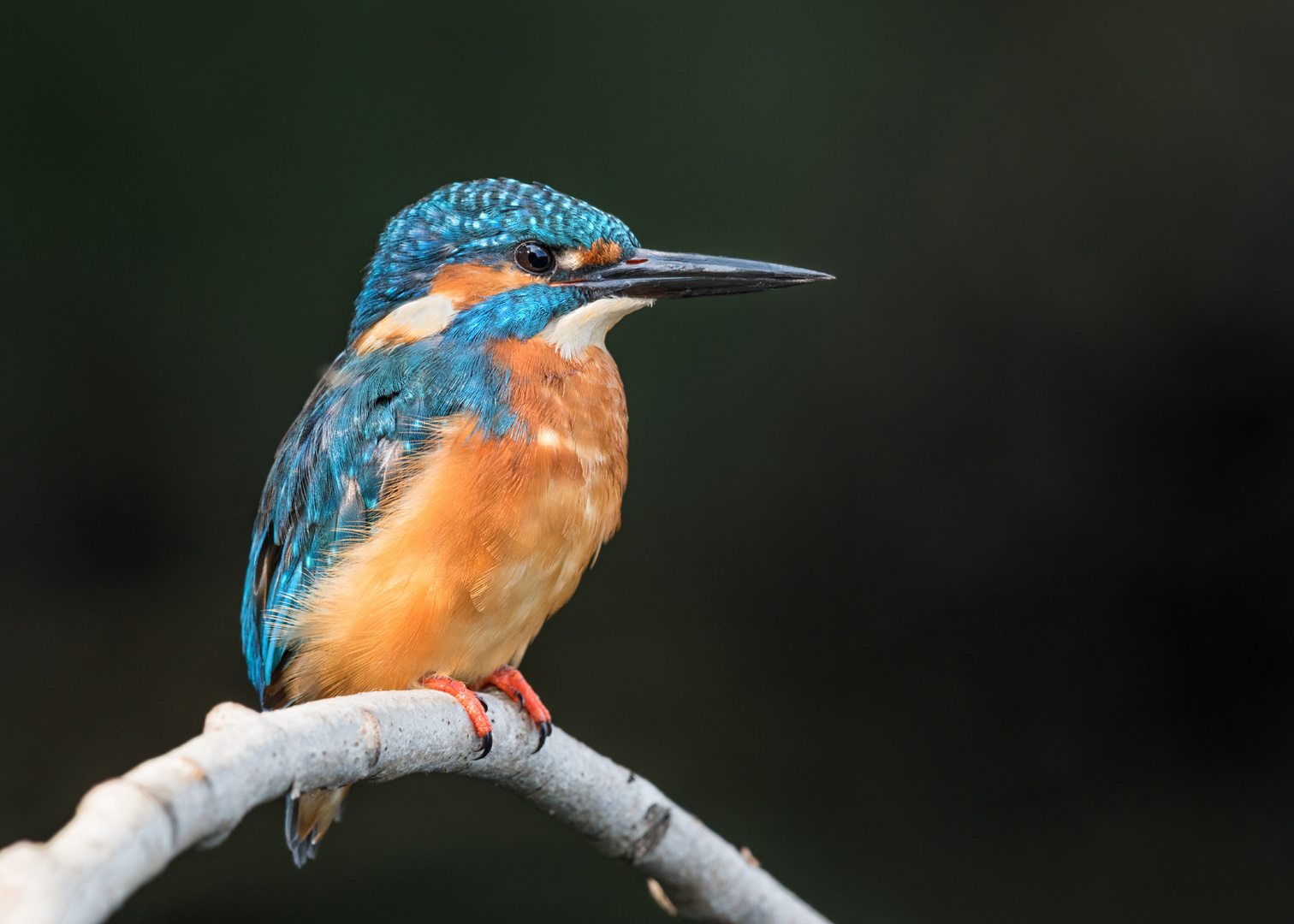 Eisvogel (Alcedo atthis)