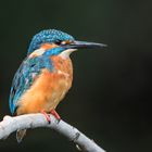 Eisvogel (Alcedo atthis)